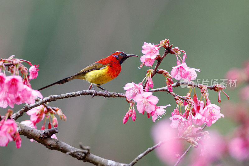 太阳鸟:成年雄性古尔德夫人太阳鸟(Aethopyga gouldiae)